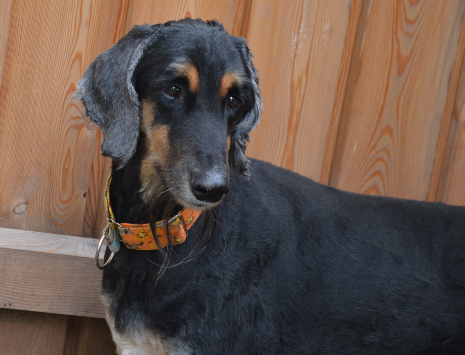 Afghanen-Rüde: Heinzi